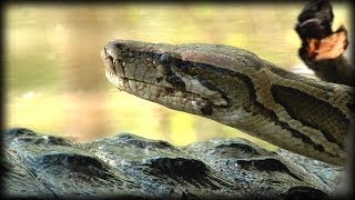 Alligator Attacks Python 03 Music