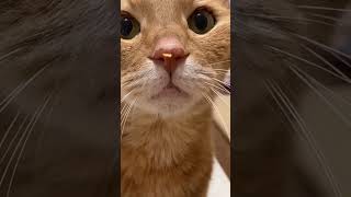 鼻に何かついてる猫 #猫 #猫動画 #cat #shorts