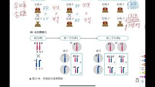 高一生物(全)2-1(C)性狀的遺傳(性聯遺傳)