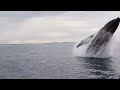 Whale jumps out of nowhere during tour