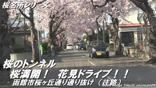 【桜名所シリーズ】満開の桜のトンネル　お花見ドライブ！！函館市桜ヶ丘通り通り抜け（往路）