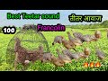 kamuru sound | francolin calling hunting | teetar ka awaaz | partridge calling | pheasant sounds