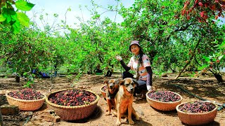 Full Video: Harvesting Red Mulberries Goes To Market Sell | Farm | Tieu Lien