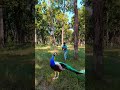 Morning time peacock in forest vfx walking #birds #nature #peacock #forest #crypto