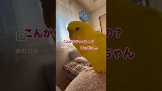 “こんがらがる“の使い方合ってるインコさん#お喋りインコ動画 #お喋りインコ #黄色いインコ #癒し #インコおもしろ #birds #ショート動画 #セキセイインコ