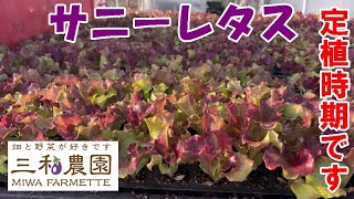 雨の合間を狙ってレタスの定植を強行する（2024.3.9）