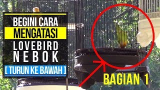 BEGINI CARA MENGATASI LOVEBIRD NEBOK [ TURUN KE BAWAH ] - BAGIAN 1