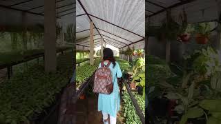 pallishree nursery Arambagh Town Part 2 #nursery #plants #garden #tree