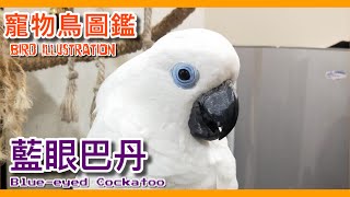 影響鸚鵡壽命的三大元素？藍眼巴丹鸚鵡壽命的秘密！Blue-eyed Cockatoo illustrated book【鸚鵡小木屋】【寵物鳥圖鑑EP17】