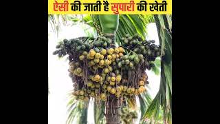 देखिए सुपारी कैसे बनता है | Supari kaise banti hai | How Areca nut are made #shorts