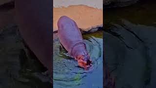 Hippo jumping into water 💦