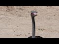 ostriches for kids educational video about the ostrich esl listening lesson ostrich information