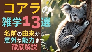 【雑学】コアラの雑学13選 名前の由来から意外な能力まで徹底解説