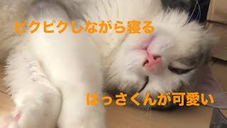 【子猫】ピクピクしながら寝るはっさくんが可愛い【サイベリアン】