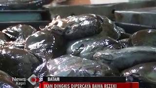 IKAN DINGKIS DIPERCAYA BAWA REZEKI