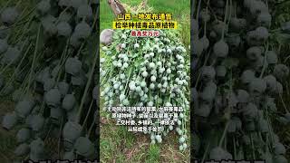 山西一地發布通告：#檢舉種植毒品原植物最高獎萬元#山西dou知道