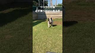 毎回うんこ擦り付けに来るフレンチブルドッグ#ブリーダー #犬 #フレブル