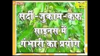 GAMBHARI KA AYURVEDIK PARYOG   |  ACHARYA BALKRISHAN