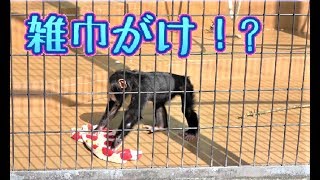 可愛い！お掃除する赤ちゃんチンパンジー/Monkey baby cleaning