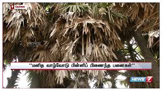 தமிழ்நாட்டில் வேகமாக அழிந்து வரும் பனைமரங்கள்   விவசாயிகள் வேதனை   சிறப்புத் தொகுப்பு