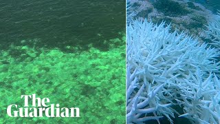 Aerial  shows mass coral bleaching on Great Barrier Reef amid global heat stress