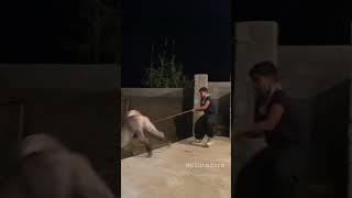 Aggressive Central Asian Shepherd Dog 🔥😱 Dangerous Alabai Dog in this world #shorts