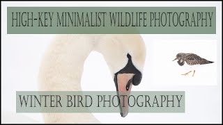 Hi-key minimalist wildlife photography /winter bird photography.