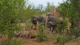 Pride of Lions vs Buffalo Herd in Kruger Park