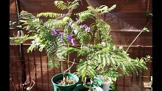 【ジャカランダ】Jacaranda 南国の花ジャカランダは埼玉でも育つかな？　還暦の楽しみ　blog 1