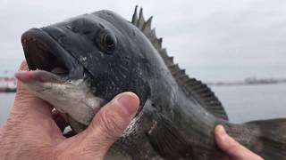 フカセ釣りで釣れたのは・・・【チヌ釣り　黒鯛釣り】