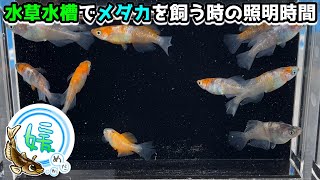 メダカの産卵を意識した水草水槽で苔だらけにならないための照明時間【媛めだか/日照時間】