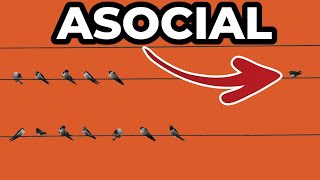 Are You Asocial? (TEST)