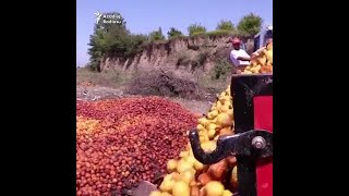 Qubalı fermerlər minlərlə ton almanı zibilə atmağa məcburdur