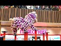 lion dance and dragon dance 2025 barongsai atraksi cny 2025