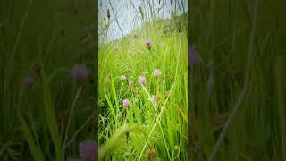 Meadow stroll