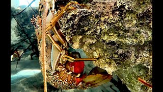 カノコイセエビ　Longlegged spiny lobster　Panulirus longipes bispinosus