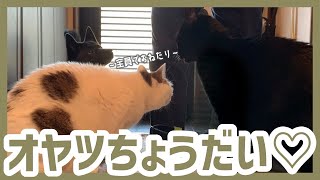 【甲斐犬】お散歩前恒例！犬と猫一緒におやつタイム。