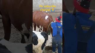 Omg, you people commenting are horrible, he is artificial inseminating that cow.#cow #farming #farm