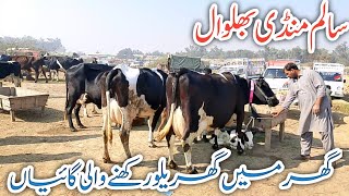 Salam Mandi Bhalwal Red Fresian Jarsey Australian Fresian Hf cross breed cows review !Ali Best