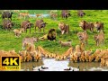 4K African Wildlife: Amboseli National Park - Scenic Wildlife Film With Real Sounds