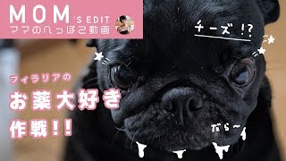 【ママ動画】チーズと一緒でも嫌いだったお薬をうまく食べさせてみた