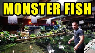 WORLDS LARGEST MONSTER FISH in home aquariums!! The king of DIY