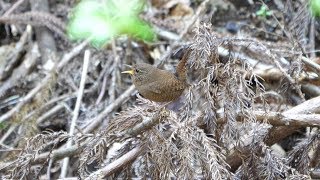 日向渓谷のミソサザイの地鳴き　その１（4K60P動画）