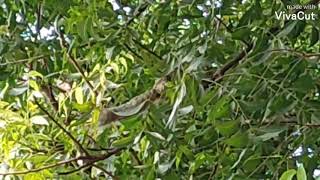 அணில் மற்றும் குருவிகளின் இன்னிசை l Squirrel and Bird's Singing