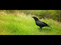 Crow and magpies