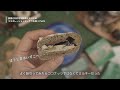 【第一弾】祇園辻利とミスタードーナツのコラボレーションドーナツを食べてみた