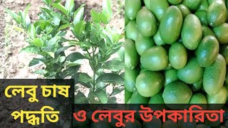 লেবু চাষ পদ্ধতি ও লেবুর উপকারিতা@krishoker lifestyle#farming#krishok#lemon#village#viralvideo