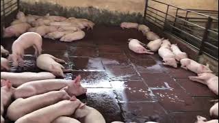 Piglets For Sale In UP | Rs 200 Per Kg Rate | How to start a new pig farm|🐖 Pig Farming Ashok Malik