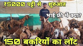 ₹5000 पट्टी से शुरुआत! सिरोही नस्ल की प्रेग्नेंट बकरियां! t visit pk goat farm ajmer (Pankaj Toshik)