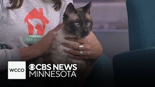 Mog the cat was passed over after feline leukemia diagnosis